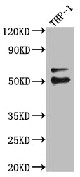 FLI1 Antibody