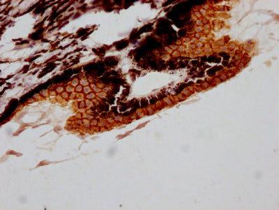 RPE65 Antibody