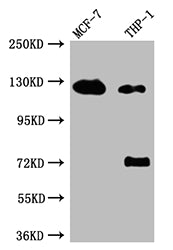 AR Antibody