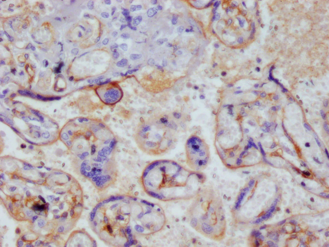 THBD Antibody