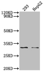NDUFS3 Antibody