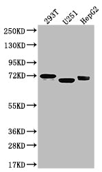SLC6A4 Antibody