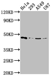 MAP2K1 Antibody