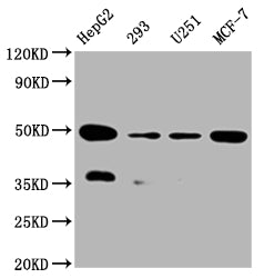 UQCRC2 Antibody