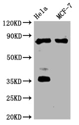 STAT3 Antibody