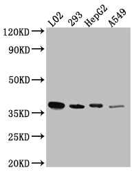 LRG1 Antibody