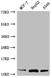 TXN Antibody