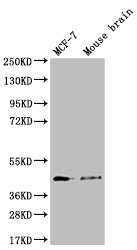 SLC27A4 Antibody