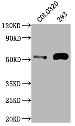 TP53 Antibody