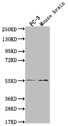 MAPK10 Antibody