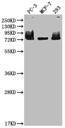 MEN1 Antibody