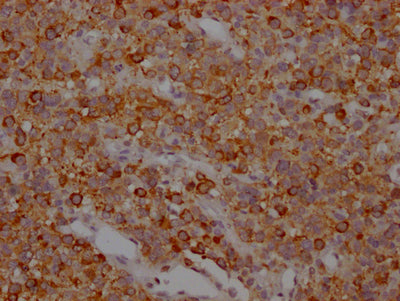 MAPT Antibody