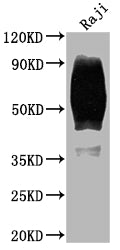 CD80 Antibody