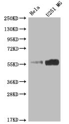 NUF2 Antibody