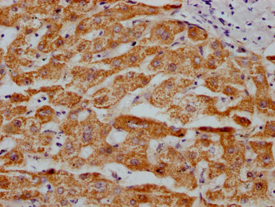 MAOA Antibody