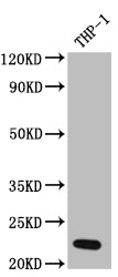 IL23A Antibody