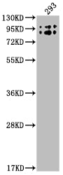 BCHE Antibody