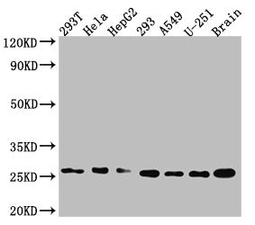 ID1 Antibody