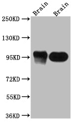 DLG4 Antibody