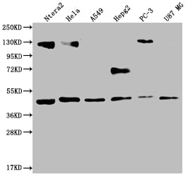 HIF1AN Antibody