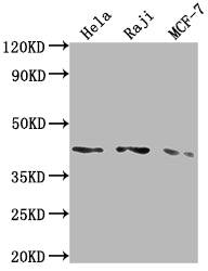 AGTR1 Antibody