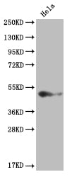 BMP4 Antibody