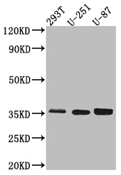 SPP1 Antibody