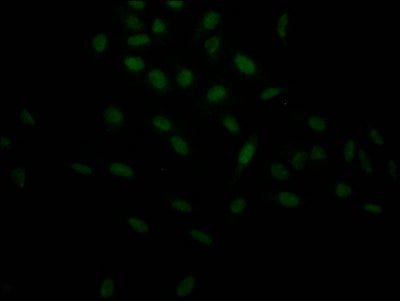 HIF1A Antibody