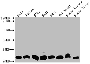 DHFR Antibody