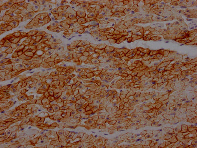 DMD Antibody