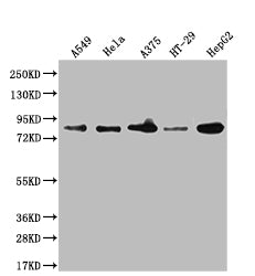 FURIN Antibody