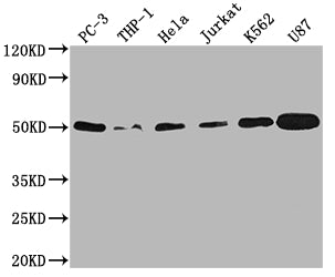 PTPN1 Antibody