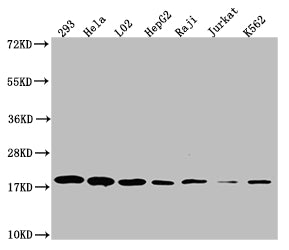 TOMM22 Antibody