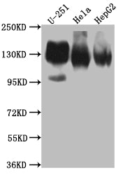 ITGAV Antibody