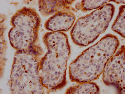 GDF15 Antibody
