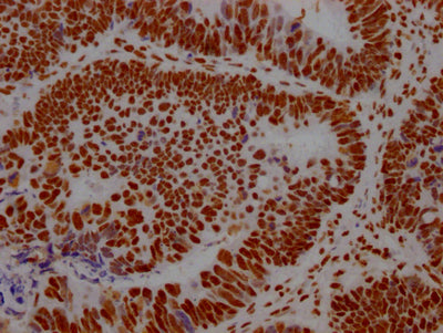 ILF3 Antibody