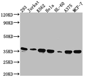 STX4 Antibody