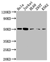 CASP2 Antibody