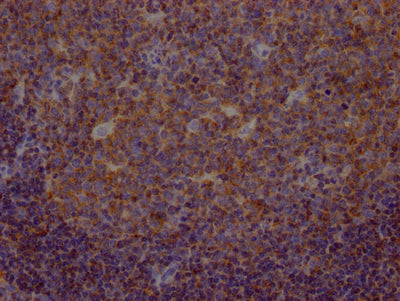 METAP2 Antibody