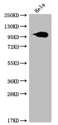 ACO1 Antibody