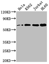 HDAC1 Antibody