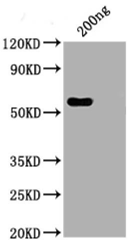 N Antibody