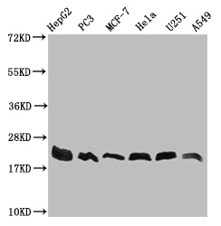 FIS1 Antibody