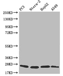 PRDX3 Antibody