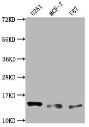 TNFRSF12A Antibody
