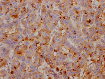 CLU Antibody
