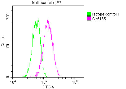 STAT3 Antibody