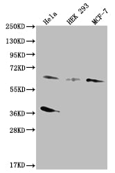 SMAD4 Antibody