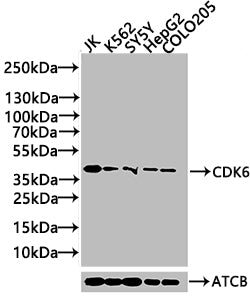 CDK6 Antibody