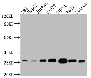 BCL2 Antibody
